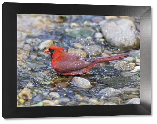 Northern cardinal male bathing, Marion County, Illinois