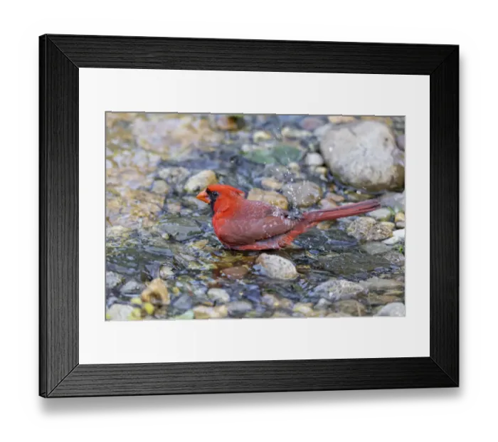 Framed Print : Northern cardinal male bathing, Marion County, Illinois Framed Print : Northern cardinal male bathing, Marion County, Illinois