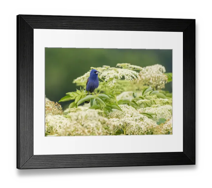 Framed Print : Blue grosbeak male perched on American black elderberry, Marion County, Illinois