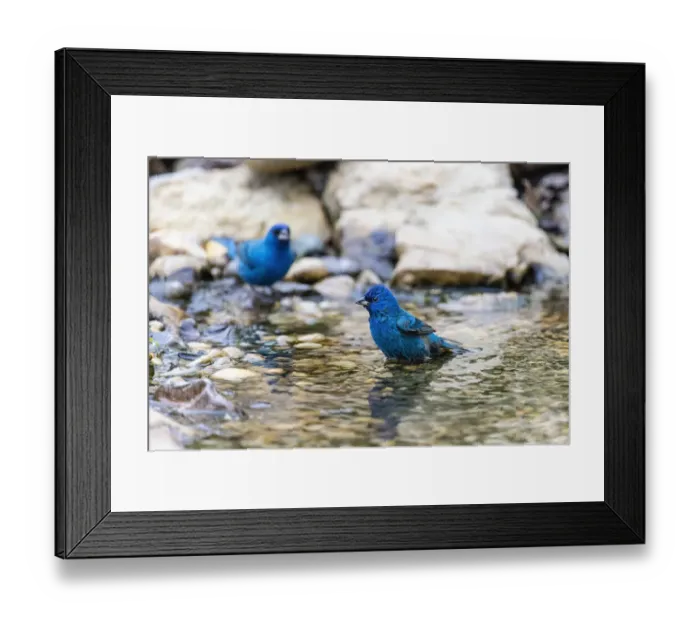 Framed Print : Indigo buntings male bathing, Marion County, Illinois Framed Print : Indigo buntings male bathing, Marion County, Illinois
