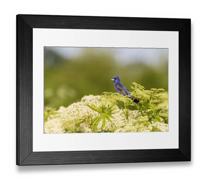 Framed Print : Blue grosbeak male perched on American black elderberry, Marion County, Illinois Framed Print : Blue grosbeak male perched on American black elderberry, Marion County, Illinois