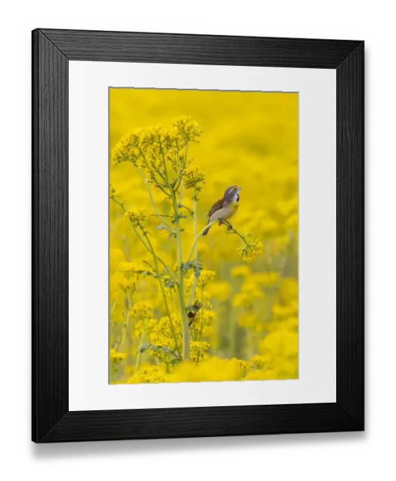 Framed Print : Dickcissel male on butterweed, Marion County, Illinois