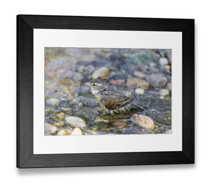 Framed Print : Dickcissel bathing, Marion County, Illinois Framed Print : Dickcissel bathing, Marion County, Illinois