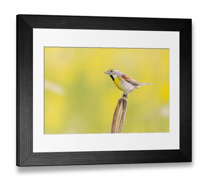 Framed Print : Dickcissel on corn stalk in a field with butterweed, Marion County, Illinois
