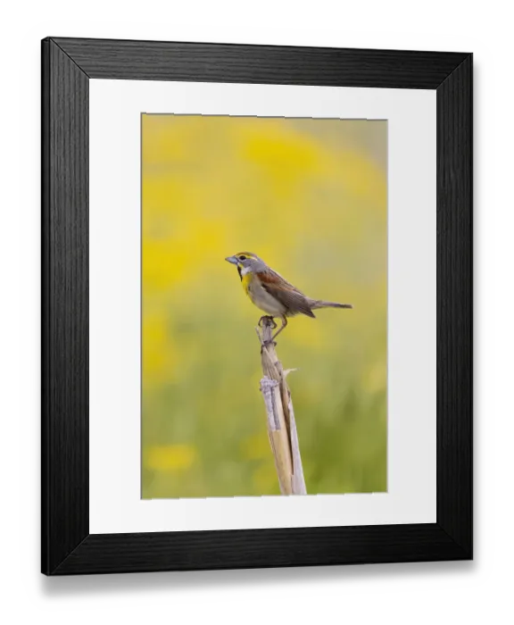 Framed Print : Dickcissel on corn stalk in a field with butterweed, Marion County, Illinois Framed Print : Dickcissel on corn stalk in a field with butterweed, Marion County, Illinois