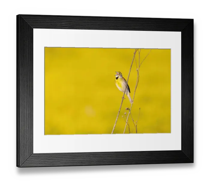 Framed Print : Dickcissel male singing in a field with butterweed, Marion County, Illinois Framed Print : Dickcissel male singing in a field with butterweed, Marion County, Illinois