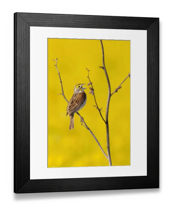 Framed Print : Dickcissel male singing in a field with butterweed, Marion County, Illinois Framed Print : Dickcissel male singing in a field with butterweed, Marion County, Illinois