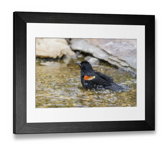 Framed Print : Red-winged blackbird male bathing, Marion County, Illinois Framed Print : Red-winged blackbird male bathing, Marion County, Illinois
