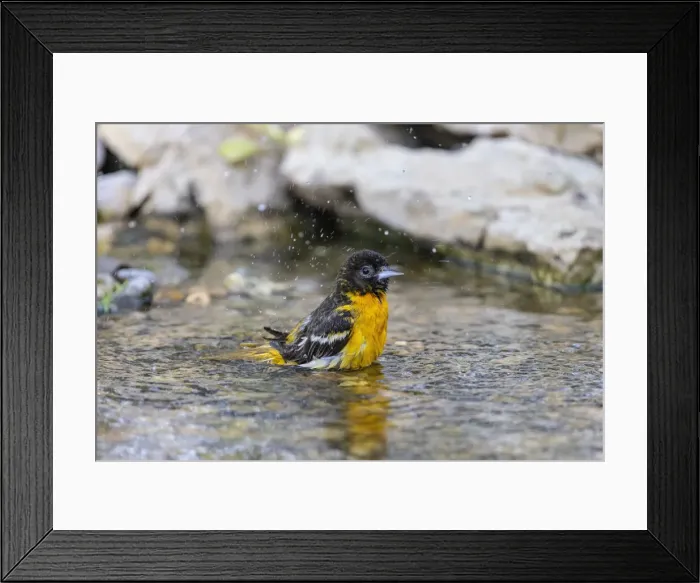 Framed Print : Baltimore oriole female bathing, Marion County, Illinois Framed Print : Baltimore oriole female bathing, Marion County, Illinois