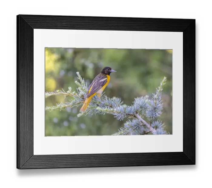 Framed Print : Baltimore oriole female in blue atlas cedar, Marion County, Illinois Framed Print : Baltimore oriole female in blue atlas cedar, Marion County, Illinois