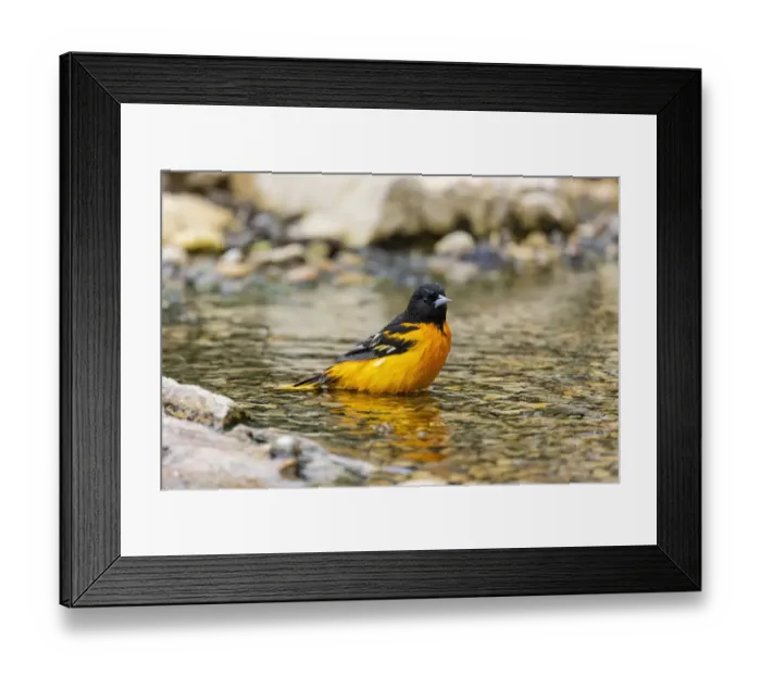 Framed Print : Baltimore oriole male bathing, Marion County, Illinois Framed Print : Baltimore oriole male bathing, Marion County, Illinois