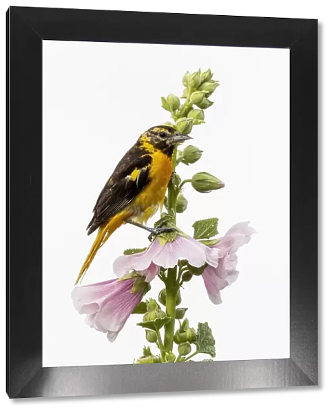 Baltimore oriole female on hollyhock, Marion County, Illinois