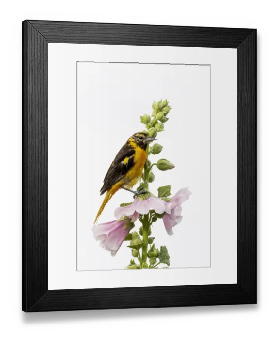 Framed Print : Baltimore oriole female on hollyhock, Marion County, Illinois Framed Print : Baltimore oriole female on hollyhock, Marion County, Illinois