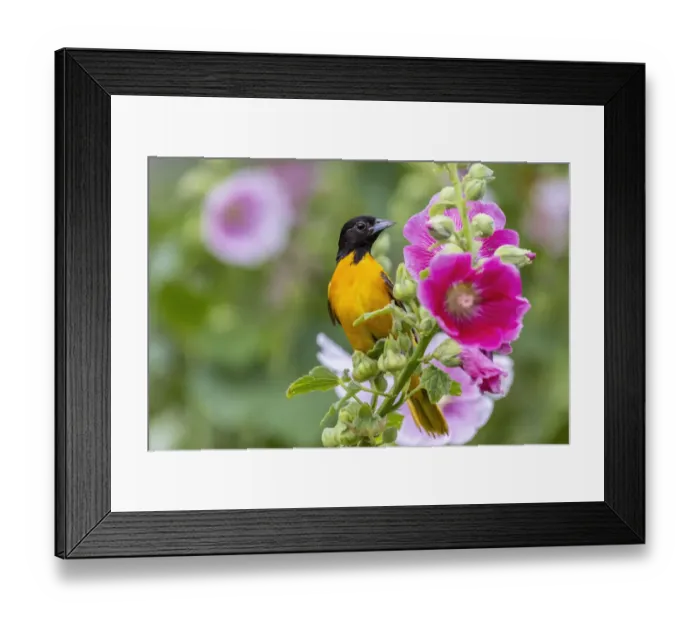 Framed Print : Baltimore oriole male on hollyhock, Marion County, Illinois Framed Print : Baltimore oriole male on hollyhock, Marion County, Illinois