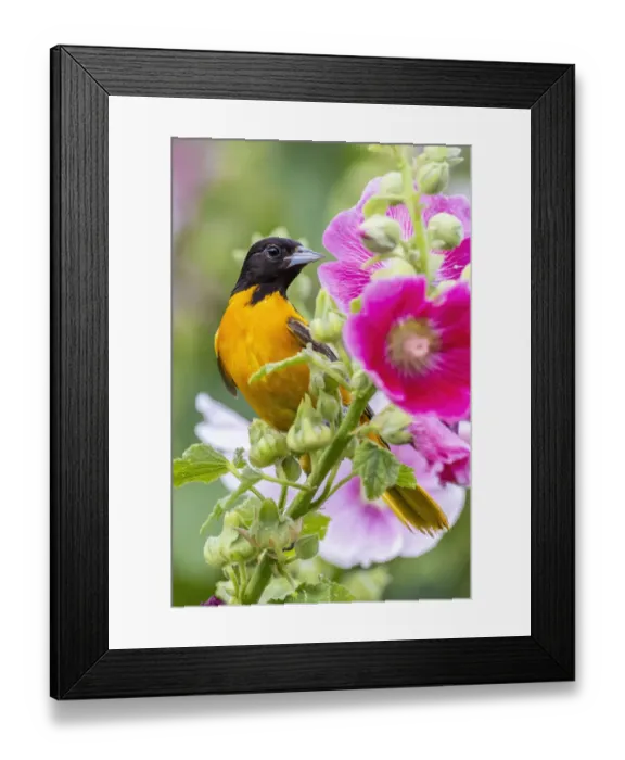 Framed Print : Baltimore oriole male on hollyhock, Marion County, Illinois Framed Print : Baltimore oriole male on hollyhock, Marion County, Illinois
