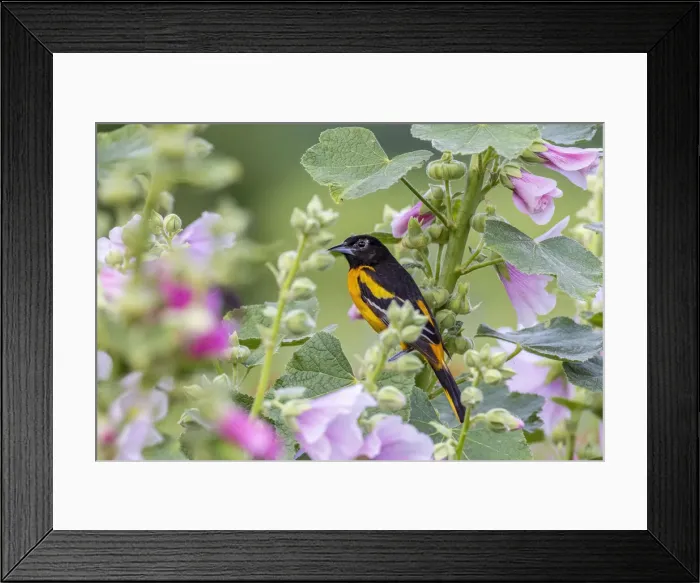 Framed Print : Baltimore oriole male on hollyhock, Marion County, Illinois Framed Print : Baltimore oriole male on hollyhock, Marion County, Illinois