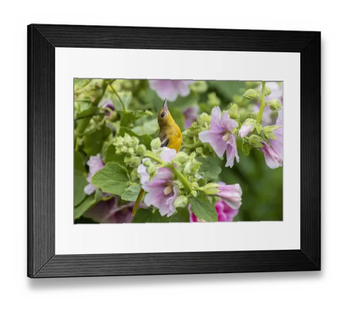 Framed Print : Baltimore oriole female on hollyhock in rain, Marion County, Illinois Framed Print : Baltimore oriole female on hollyhock in rain, Marion County, Illinois