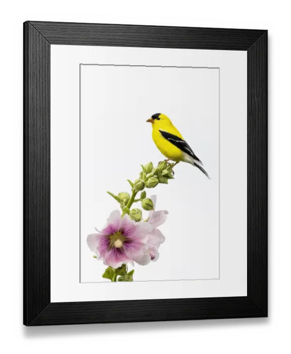 Framed Print : American goldfinch male on hollyhock, Marion County, Illinois Framed Print : American goldfinch male on hollyhock, Marion County, Illinois