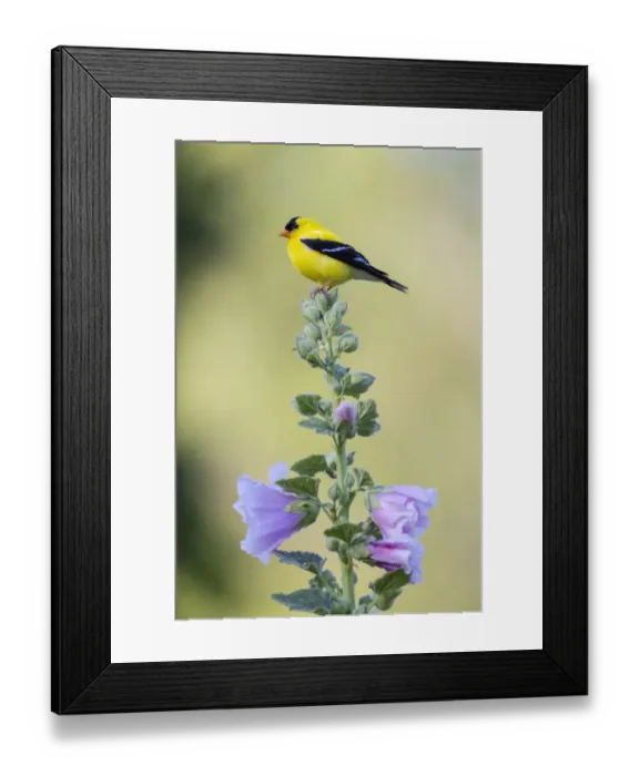 Framed Print : American goldfinch male on hollyhock, Marion County, Illinois Framed Print : American goldfinch male on hollyhock, Marion County, Illinois