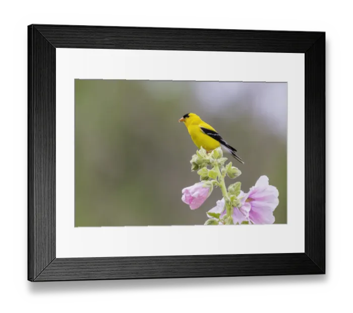 Framed Print : American goldfinch male on hollyhock, Marion County, Illinois Framed Print : American goldfinch male on hollyhock, Marion County, Illinois