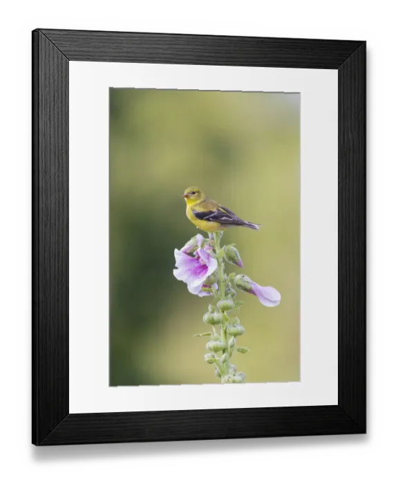 Framed Print : American goldfinch female on hollyhock, Marion County, Illinois Framed Print : American goldfinch female on hollyhock, Marion County, Illinois