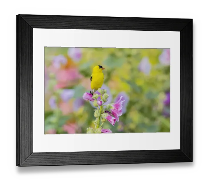 Framed Print : American goldfinch male on hollyhock, Marion County, Illinois Framed Print : American goldfinch male on hollyhock, Marion County, Illinois