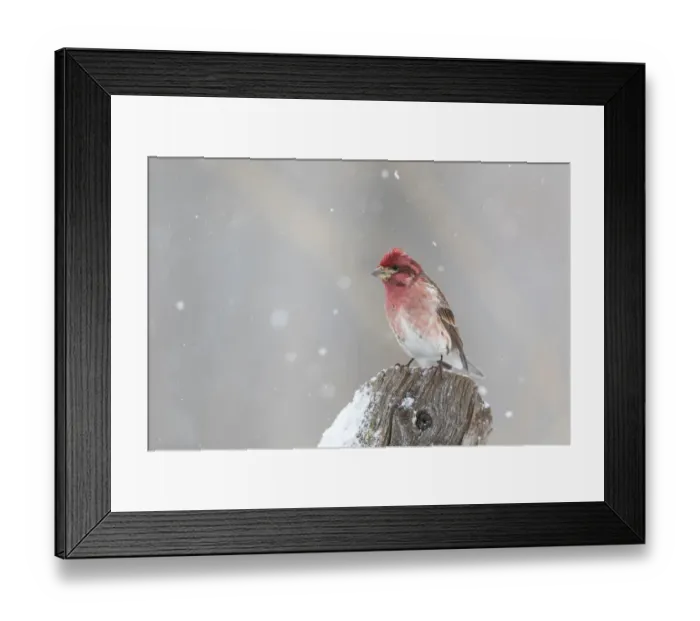 Framed Print : Purple finch male on fence post in snow, Marion County, Illinois Framed Print : Purple finch male on fence post in snow, Marion County, Illinois