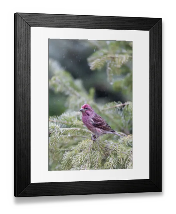 Framed Print : Purple finch male in fir tree in winter, Marion County, Illinois Framed Print : Purple finch male in fir tree in winter, Marion County, Illinois