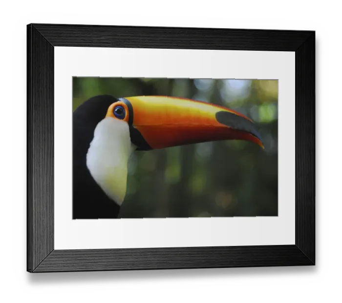 Framed Print : Ramphastos toco Toucan