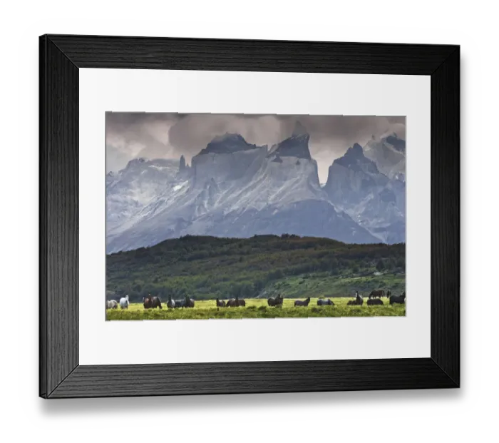 Framed Print : Wild horses in Patagonia southern Chile