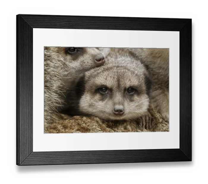 Framed Print : Meerkat family sleeping together