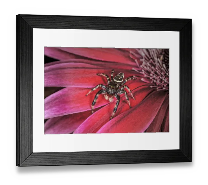 Framed Print : Bold Jumping spider
