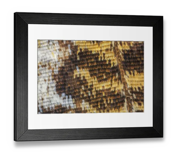 Framed Print : Close-up of butterfly wing scales Framed Print : Close-up of butterfly wing scales