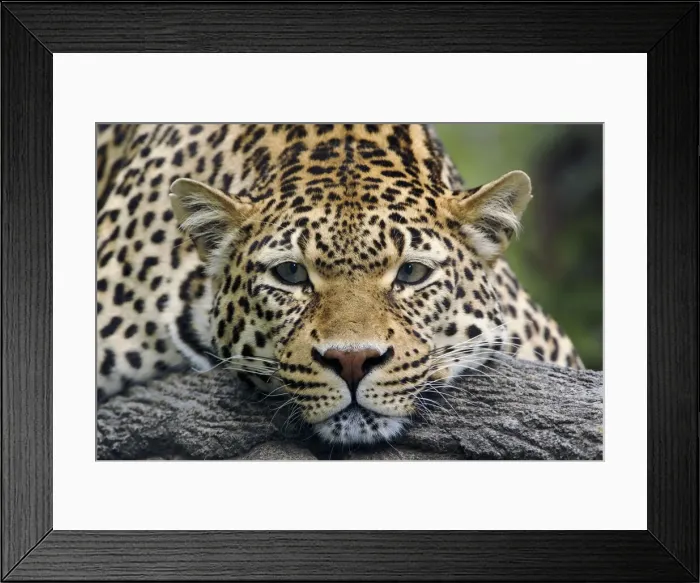 Framed Print : Leopard resting facing forward, captive animal