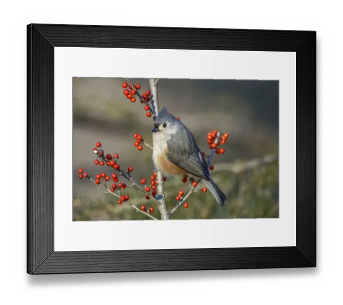 Framed Print : Tufted titmouse among red berries in winter Framed Print : Tufted titmouse among red berries in winter