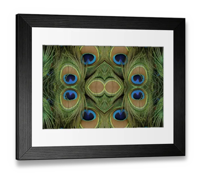 Framed Print : Peacock feathers Framed Print : Peacock feathers