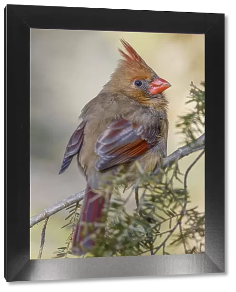 Female northern cardinal in winter