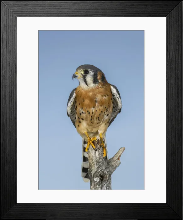 Framed Print : Male American Kestrel