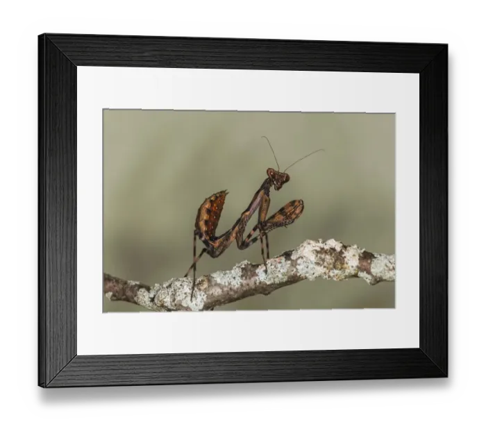 Framed Print : Praying mantis Framed Print : Praying mantis