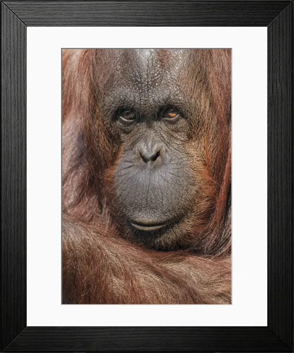 Framed Print : Orangutan, Pongo, native to Borneo and Sumatra