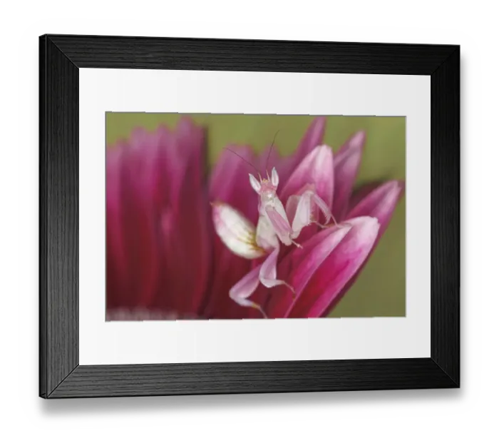 Framed Print : Orchid mantis close-up, native to Southeast Asia Framed Print : Orchid mantis close-up, native to Southeast Asia