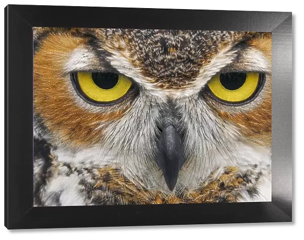 Close-up of Great horned owl