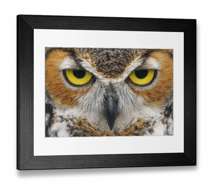 Framed Print : Close-up of Great horned owl Framed Print : Close-up of Great horned owl