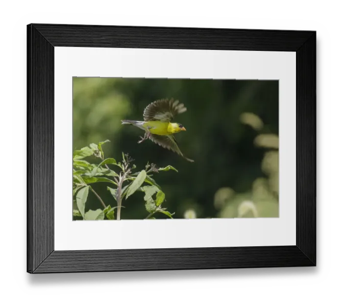 Framed Print : Male American Goldfinch flying Framed Print : Male American Goldfinch flying