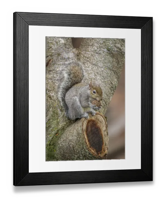 Framed Print : Gray Squirrel eating a walnut from favorite perch Framed Print : Gray Squirrel eating a walnut from favorite perch