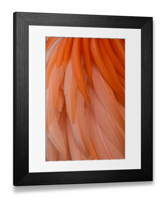 Framed Print : Pattern in pink American flamingo feathers Framed Print : Pattern in pink American flamingo feathers
