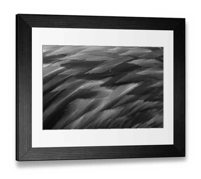 Framed Print : Black and white of pattern in American flamingo feathers
