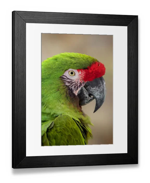 Framed Print : Great green macaw, native to South America