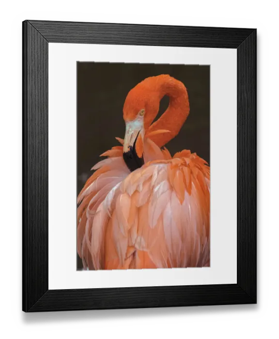 Framed Print : American flamingo preening feathers Framed Print : American flamingo preening feathers