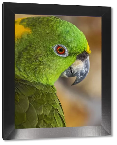 Yellow-napped Amazon parrot portrait